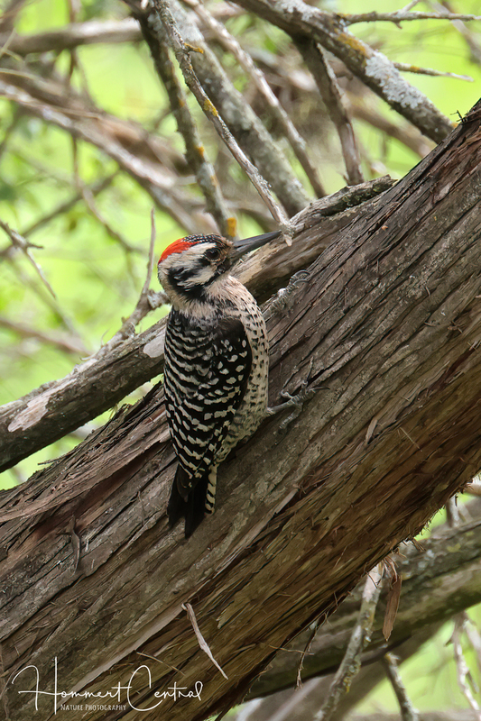 Ladder-backed Woodpecker (11).jpg