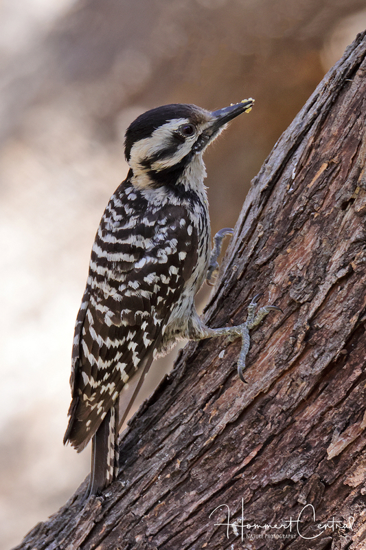Ladder-backed Woodpecker (female) (03).jpg