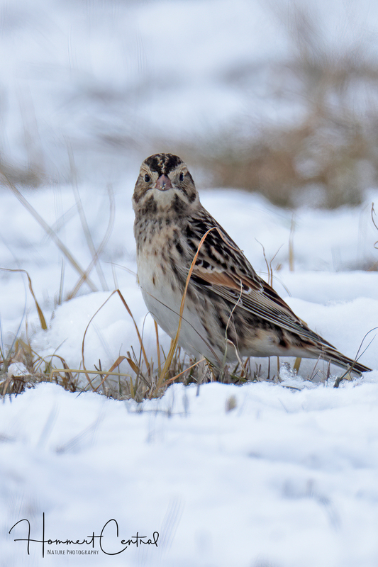 Lapland Longspur (17).jpg