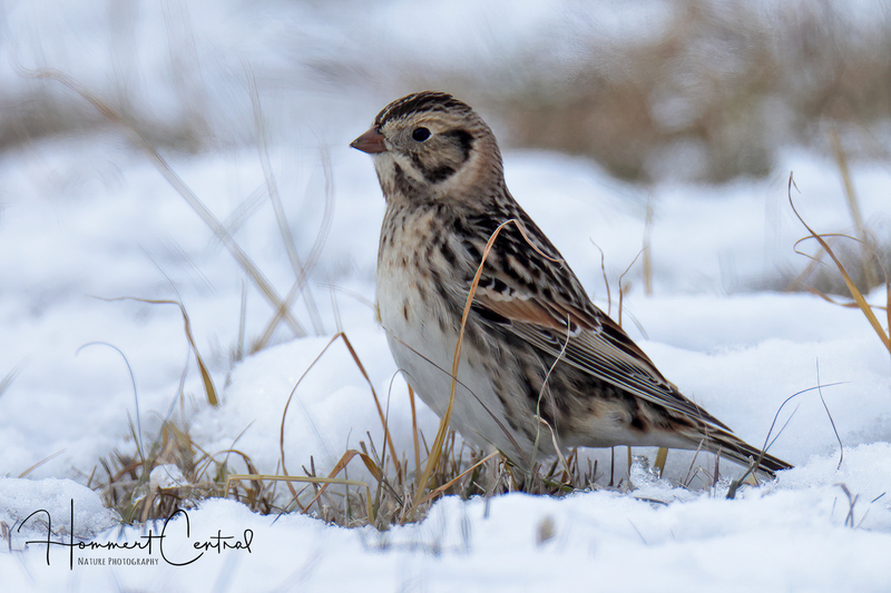 Lapland Longspur (18).jpg