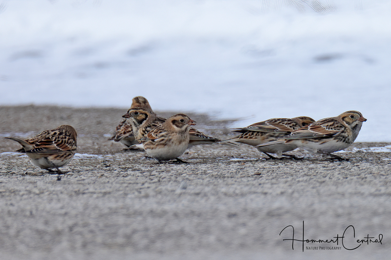 Lapland Longspur (19).jpg
