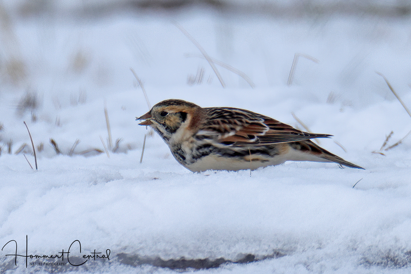 Lapland Longspur (20).jpg