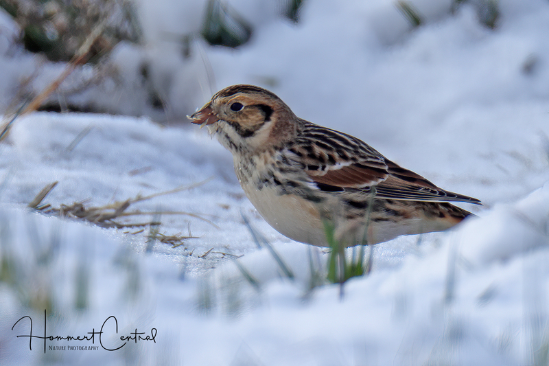 Lapland Longspur (21).jpg