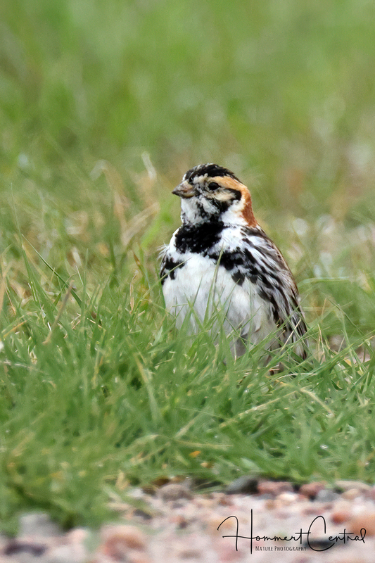 Lapland Longspur (22).jpg