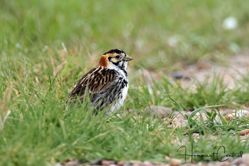 Lapland Longspur (23).jpg