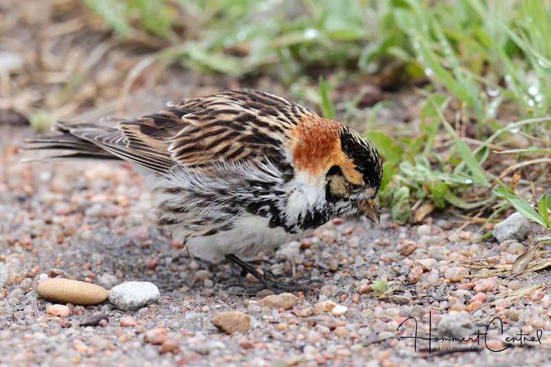 Lapland Longspur (24).jpg