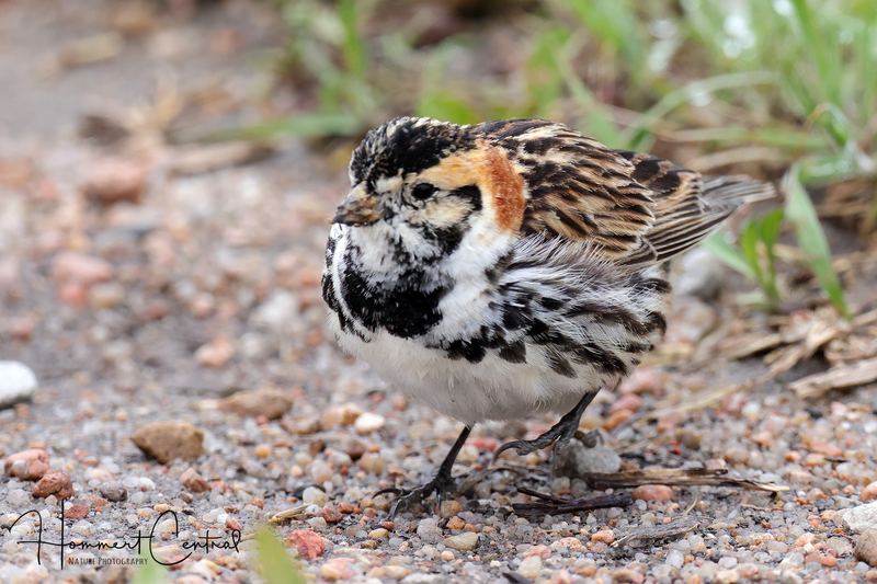 Lapland Longspur (25).jpg