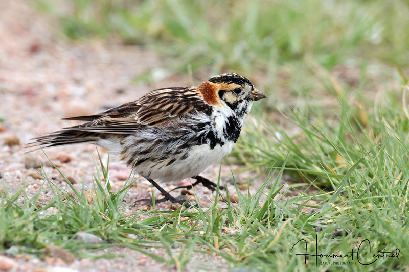 Lapland Longspur (26).jpg