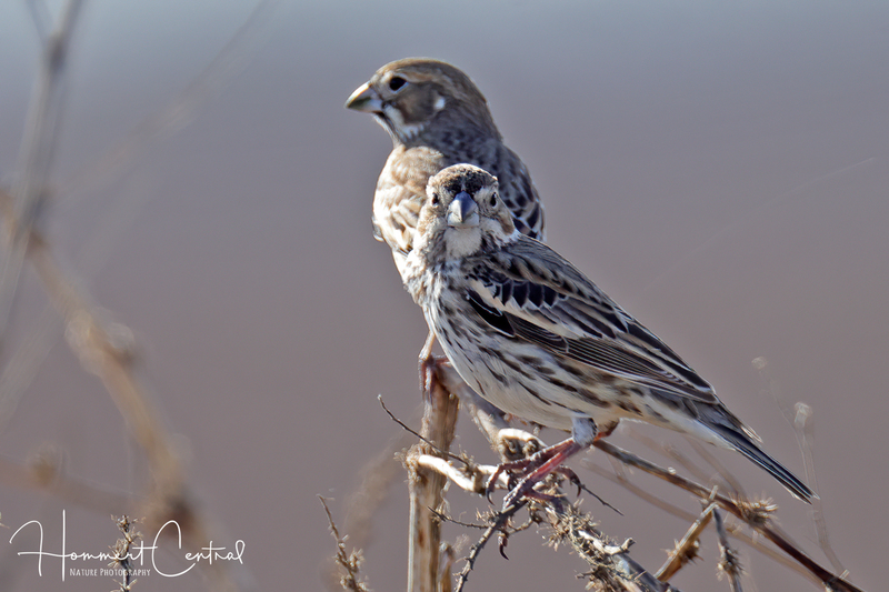 Lark Bunting (01).jpg