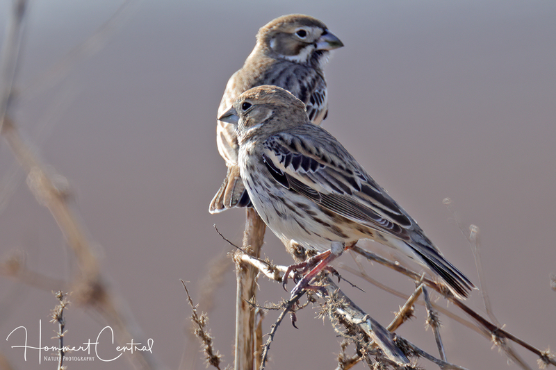 Lark Bunting (02).jpg