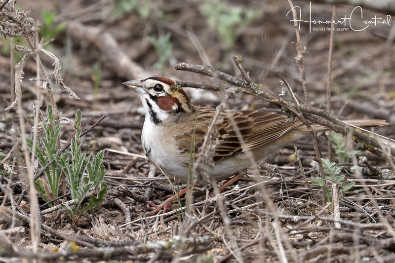Lark Sparrow (11).jpg