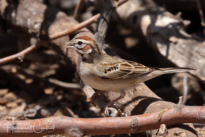 Lark Sparrow (12).jpg