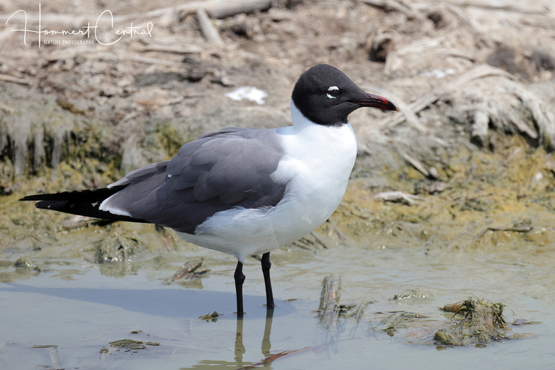Laughing Gull (13).jpg