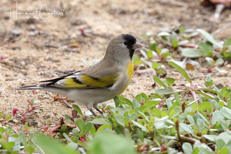 Lawrences Goldfinch (03).jpg