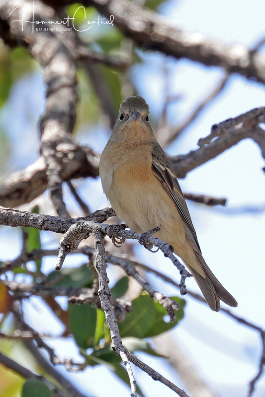 Lazuli Bunting (female) (02).jpg