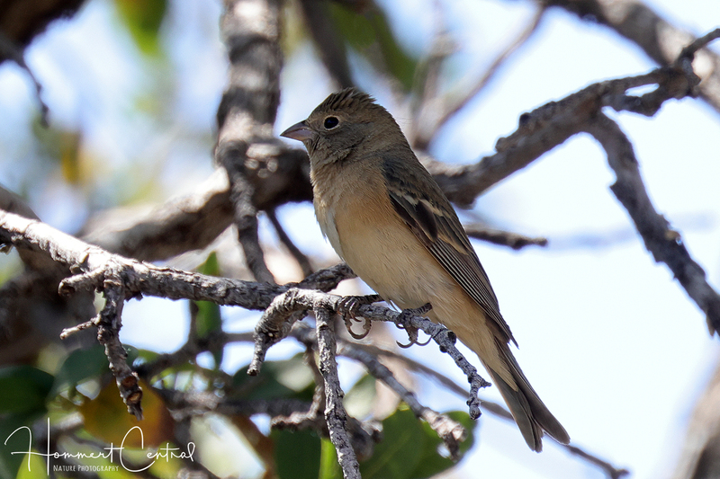 Lazuli Bunting (female) (03).jpg