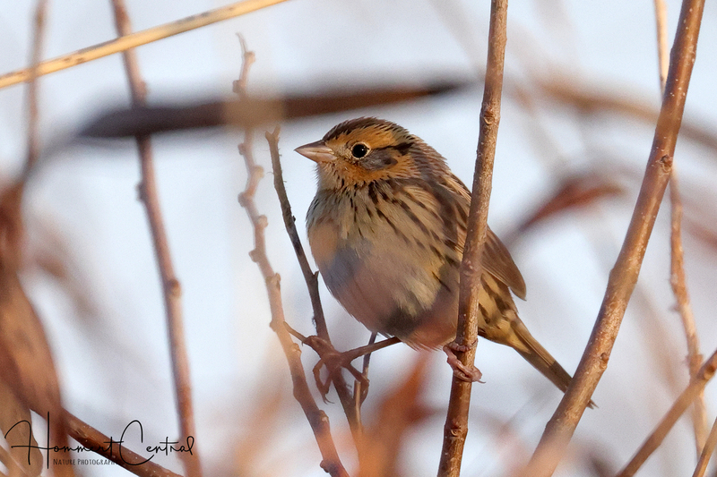 LeContes Sparrow (16).jpg