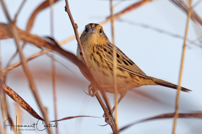 LeContes Sparrow (17).jpg