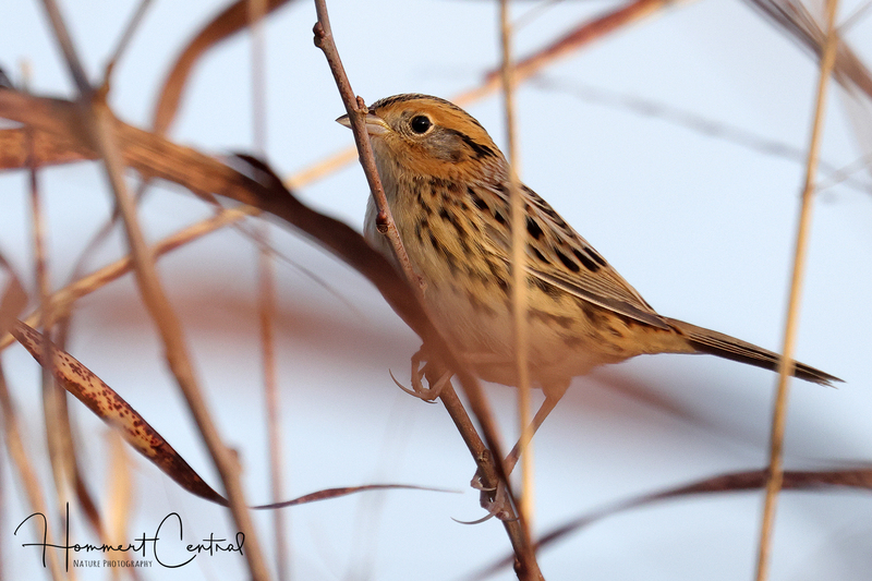 LeContes Sparrow (18).jpg