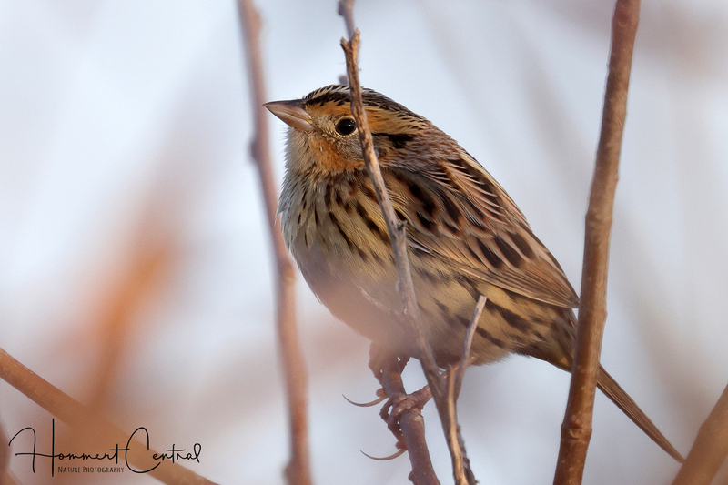 LeContes Sparrow (19).jpg