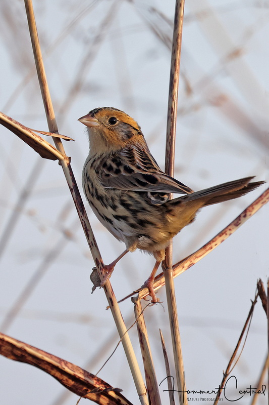 LeContes Sparrow (20).jpg