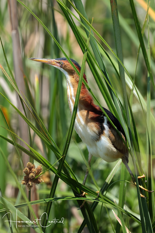 Least Bittern (23).jpg