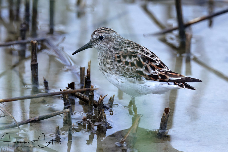 Least Sandpiper (20).jpg