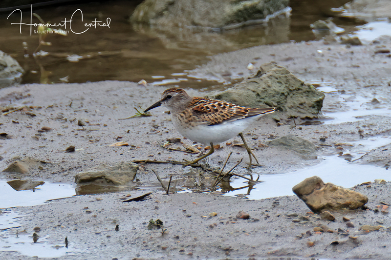 Least Sandpiper (immature) (01).jpg