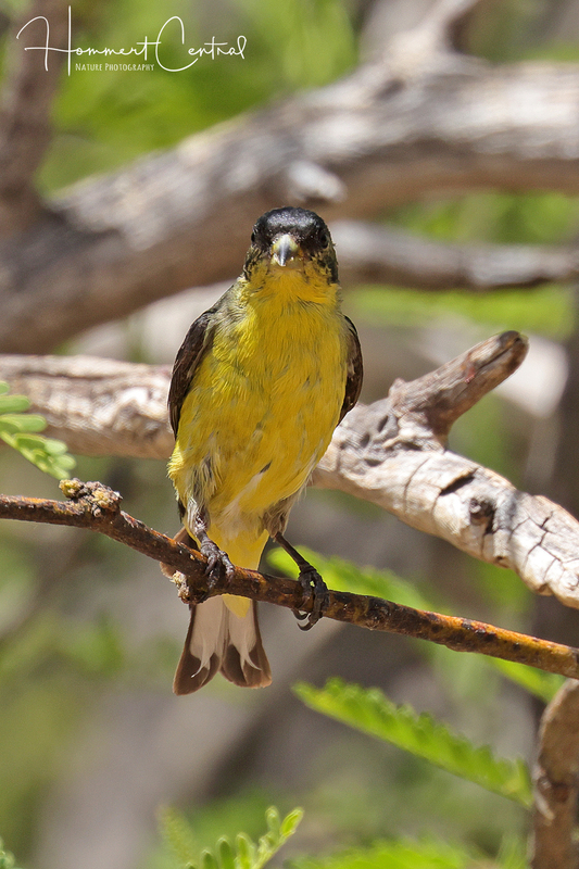Lesser Goldfinch (04).jpg