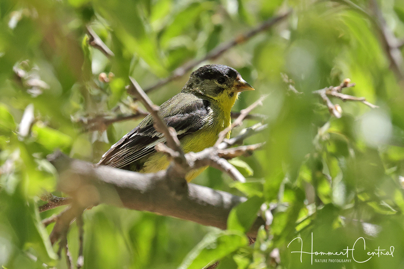 Lesser Goldfinch (05).jpg