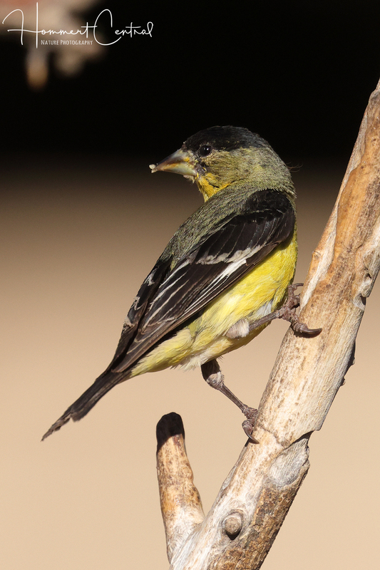 Lesser Goldfinch (06).jpg