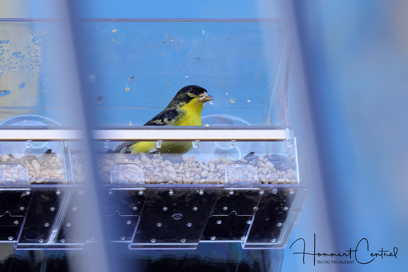 Lesser Goldfinch (07).jpg