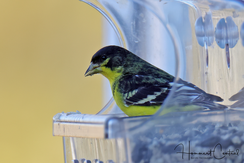 Lesser Goldfinch (09).jpg