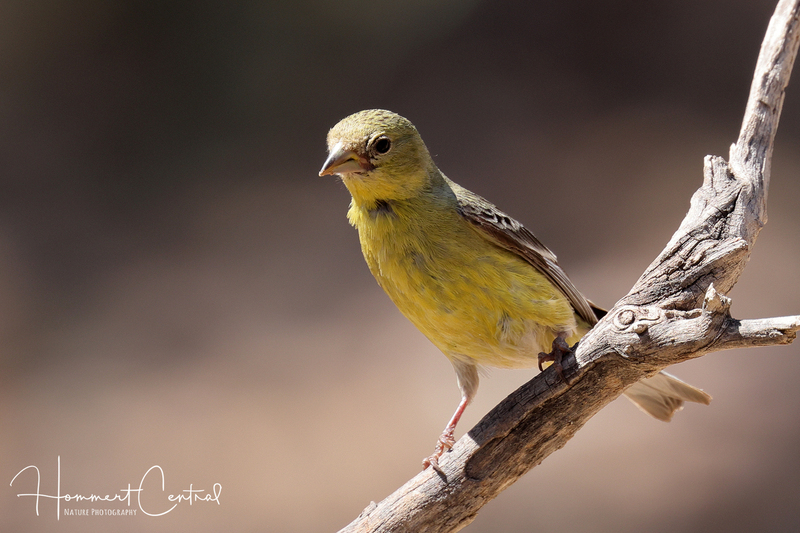 Lesser Goldfinch (female) (02).jpg