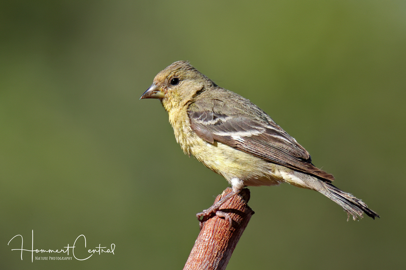 Lesser Goldfinch (female) (03).jpg
