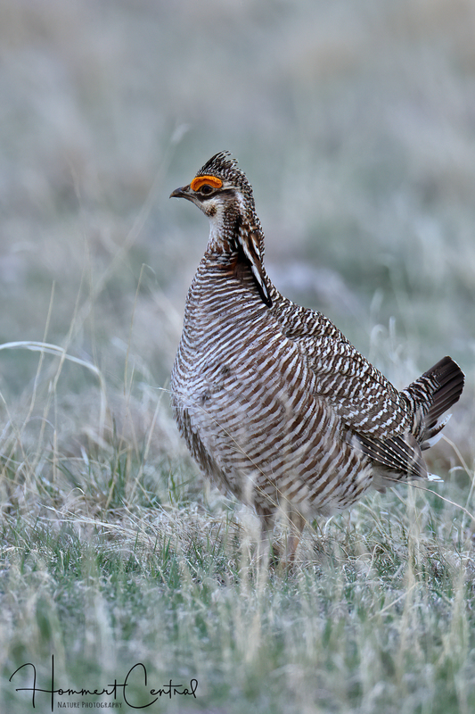 Lesser Prairie-Chicken (01).jpg