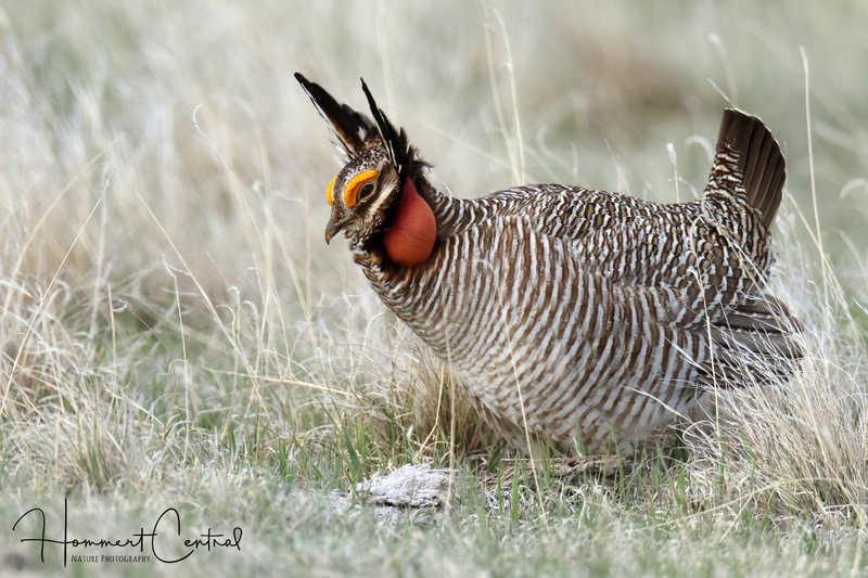 Lesser Prairie-Chicken (02).jpg