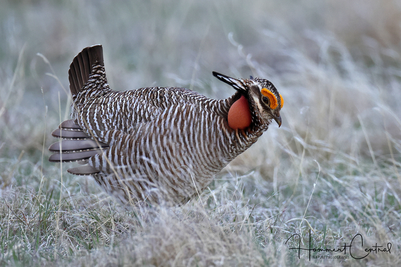 Lesser Prairie-Chicken (03).jpg
