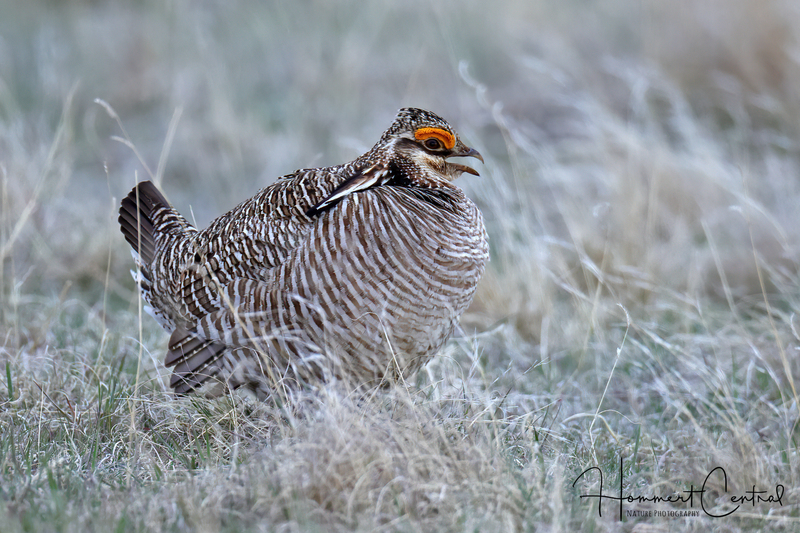 Lesser Prairie-Chicken (04).jpg