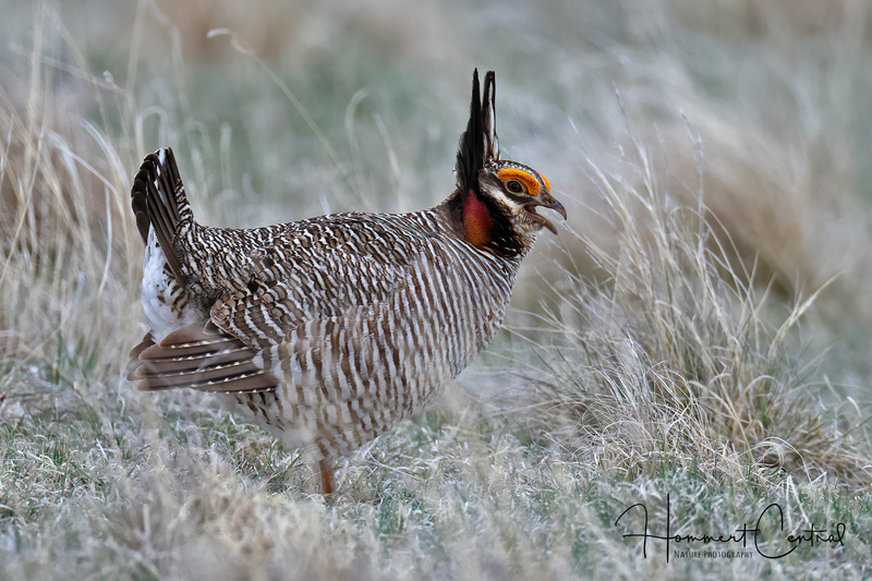 Lesser Prairie-Chicken (05).jpg