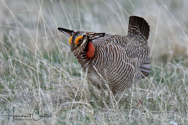 Lesser Prairie-Chicken (06).jpg