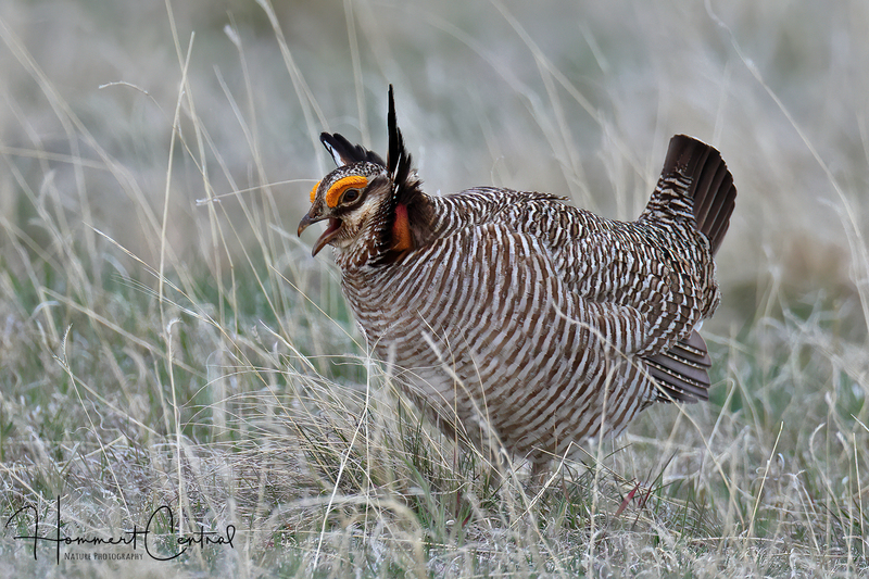 Lesser Prairie-Chicken (07).jpg