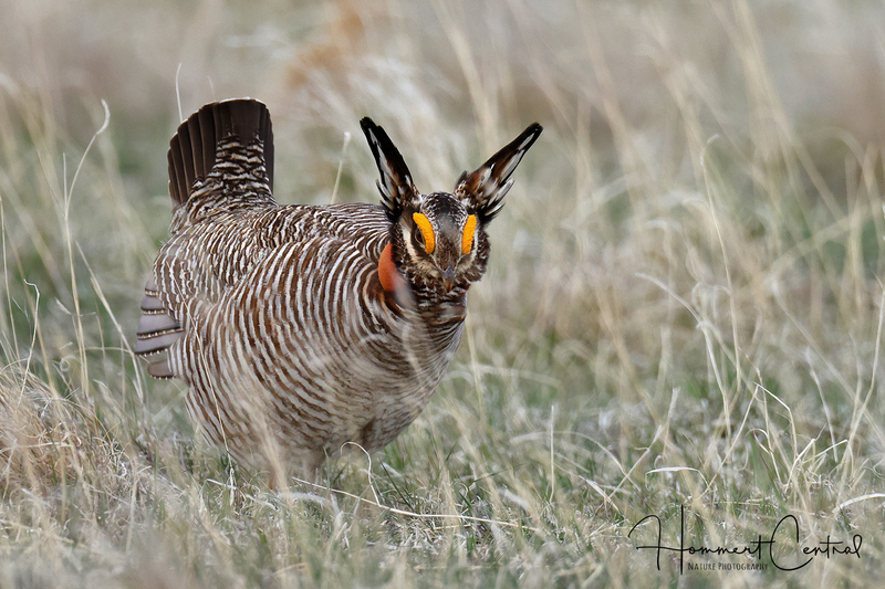 Lesser Prairie-Chicken (08).jpg