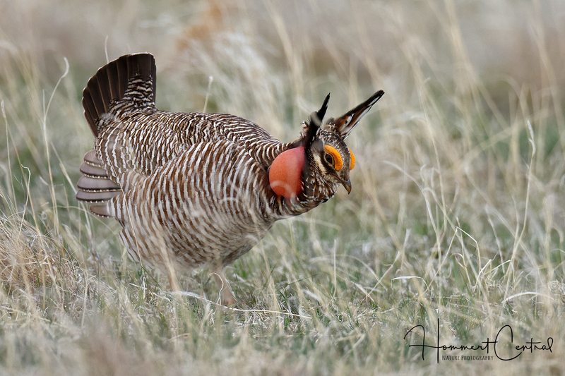 Lesser Prairie-Chicken (09).jpg