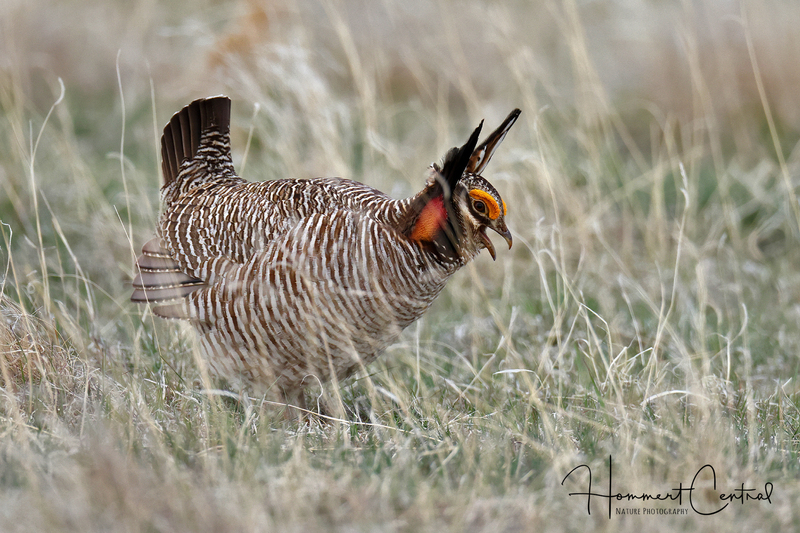 Lesser Prairie-Chicken (10).jpg