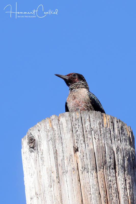 Lewiss Woodpecker (02).jpg