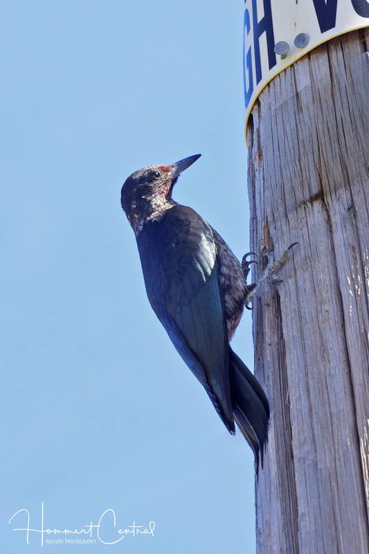 Lewiss Woodpecker (03).jpg