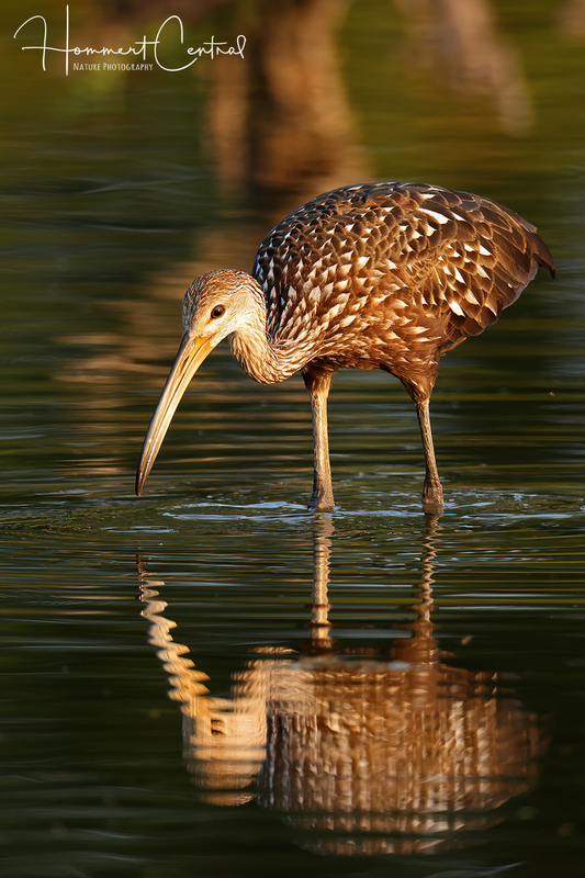 Limpkin (35).jpg
