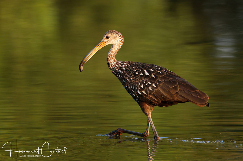 Limpkin (37).jpg