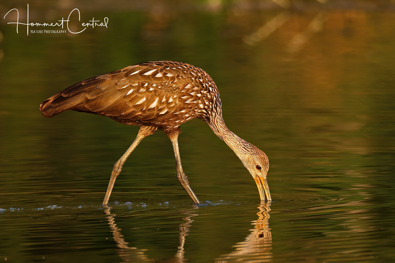 Limpkin (39).jpg